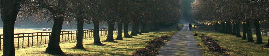 Wald Statt Asphalt Danni Bleibt
